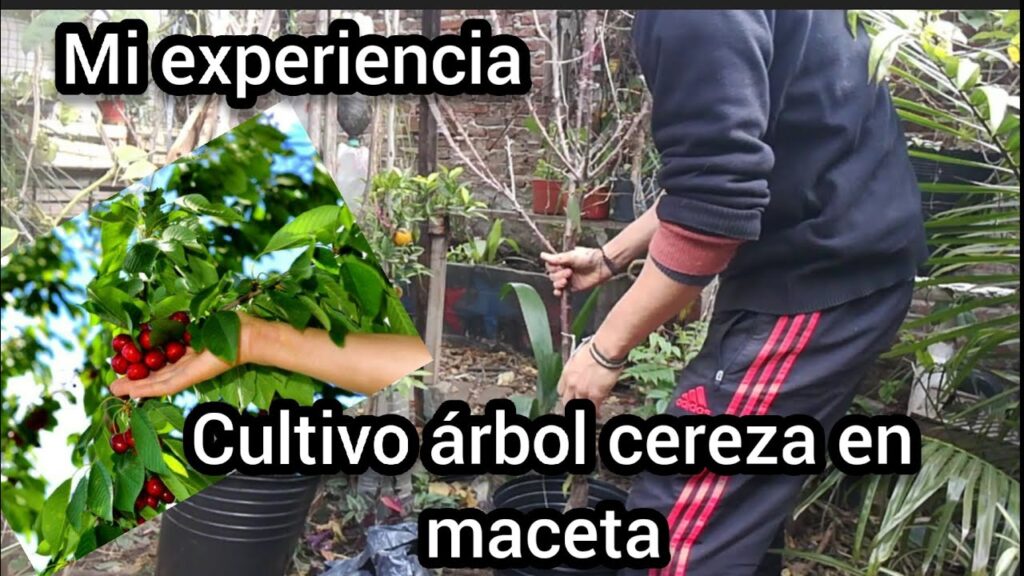 Cuida Tu Rbol De Cerezo En Maceta Como Un Experto Gu A Completa Para