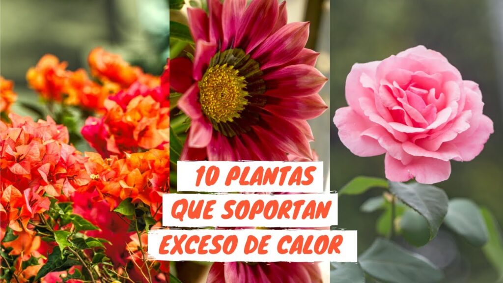 Descubre las mejores plantas para climas cálidos y lluviosos consejos