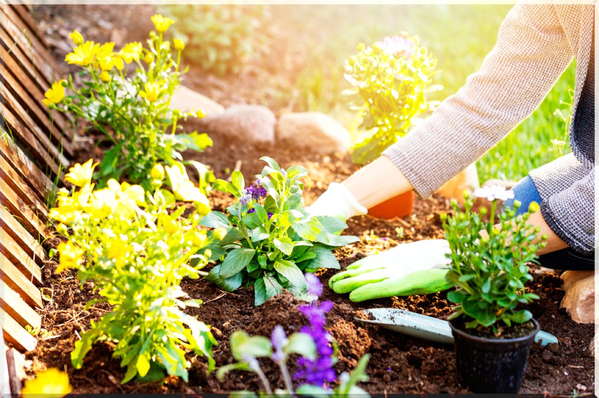Cómo elegir las mejores plantas para tu jardín