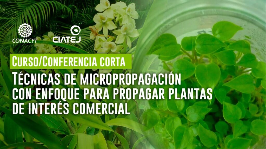 5 tecnicas para propagar plantas de manera efectiva