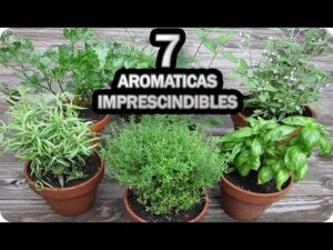 7-plantas-aromaticas-que-deberias-cultivar-en-tu-jardin