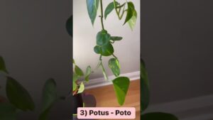7-plantas-que-purifican-el-aire-en-el-hogar