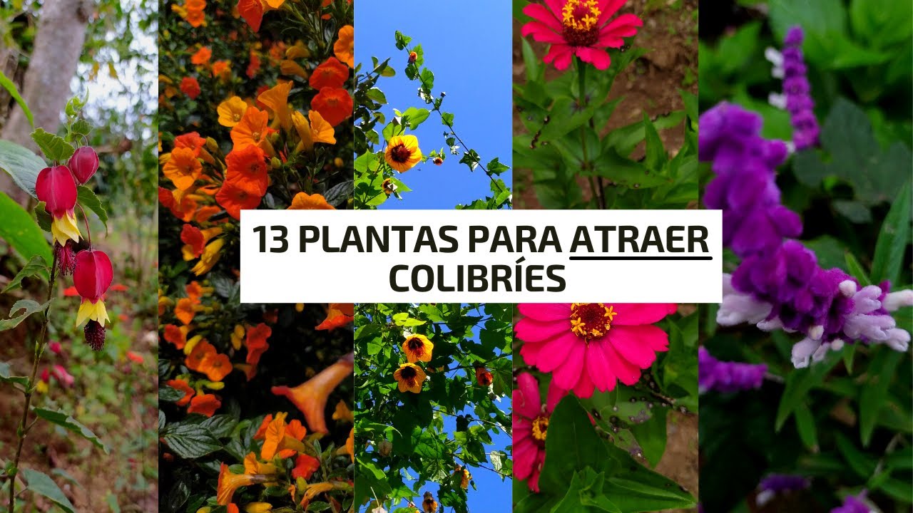 Como crear un jardin de plantas para atraer a los escarabajos peloteros