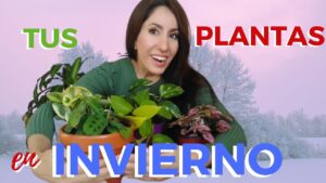 Como-cuidar-tus-plantas-durante-el-invierno