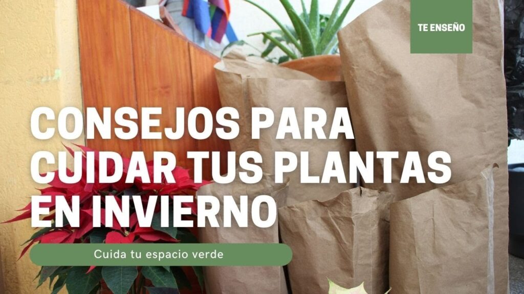 Como cuidar tus plantas en invierno