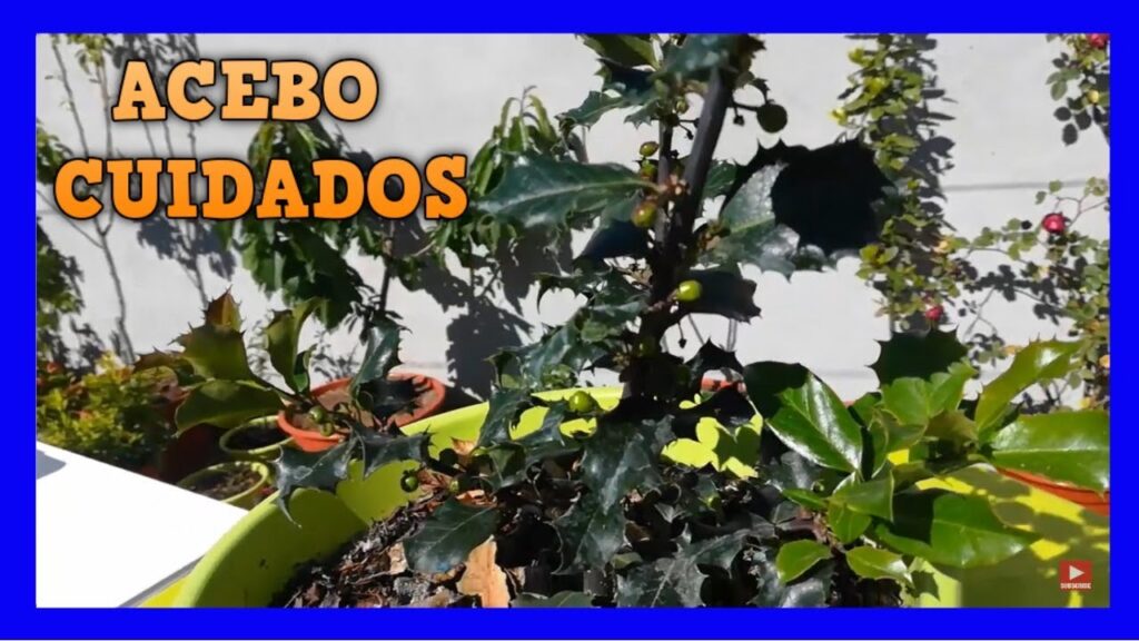 Como cuidar un arbol de acebo en clima frio