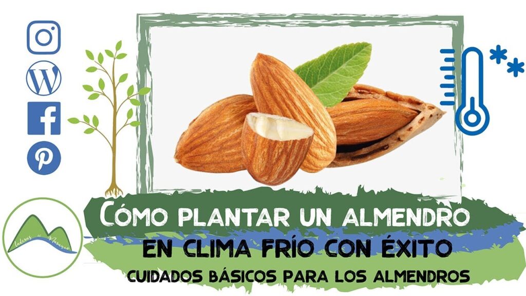 Como cuidar un arbol de alamo en clima frio