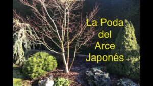 Como-cuidar-un-arbol-de-arce-en-clima-calido