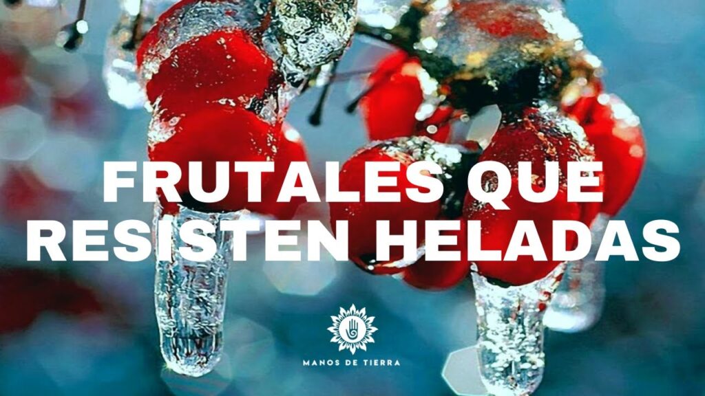 Como cuidar un arbol de arce en clima frio
