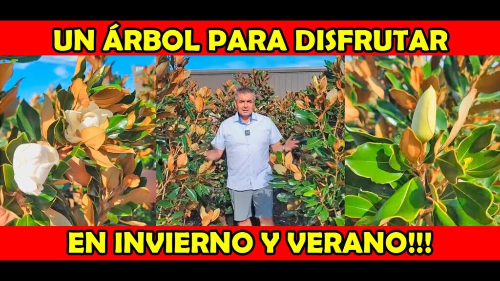 Como cuidar un arbol de magnolia en clima frio