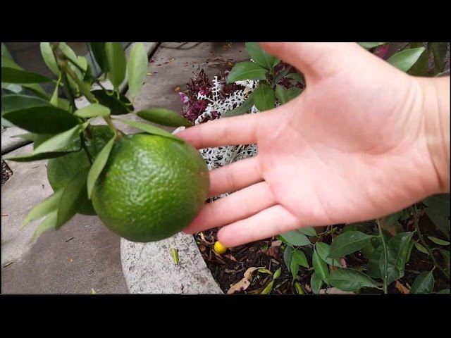 Como cuidar un arbol de mandarina para una produccion abundante