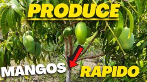 Como-cuidar-un-arbol-de-mango-para-una-produccion-abundante