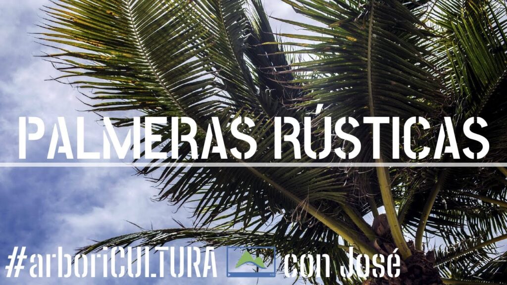 Como cuidar un arbol de palmera en clima calido