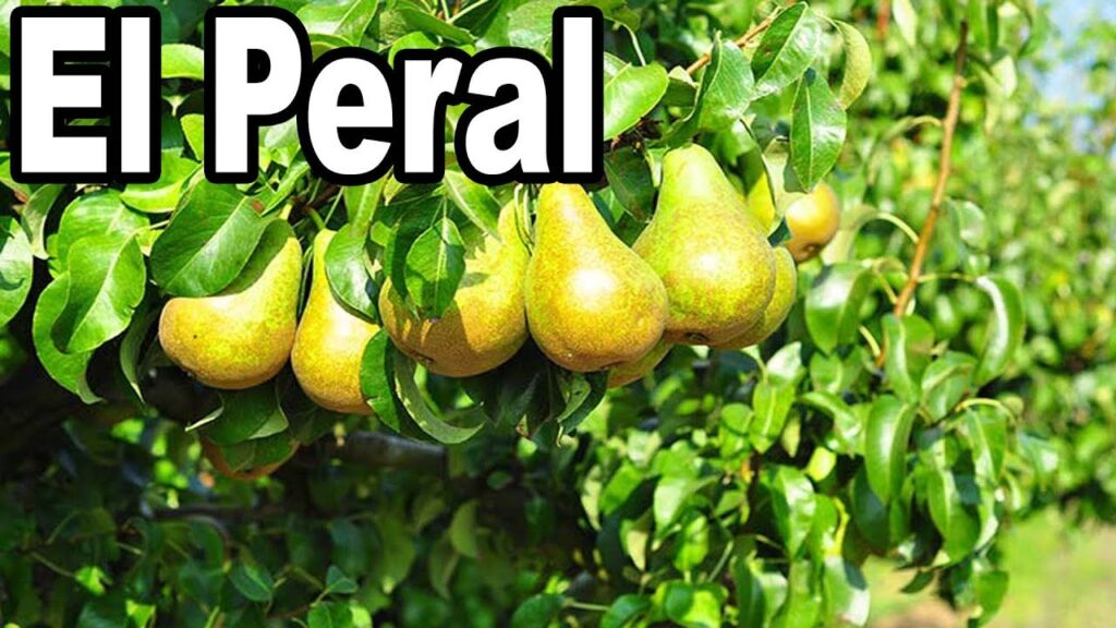 Como cuidar un arbol de peral en clima frio