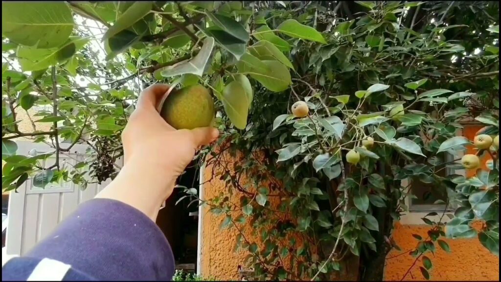 Como cuidar un arbol de peral para una produccion abundante
