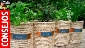 Como-cultivar-plantas-aromaticas-en-tu-hogar-y-aprovechar-sus-beneficios