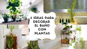 Como-cultivar-plantas-en-macetas-para-decorar-el-bano