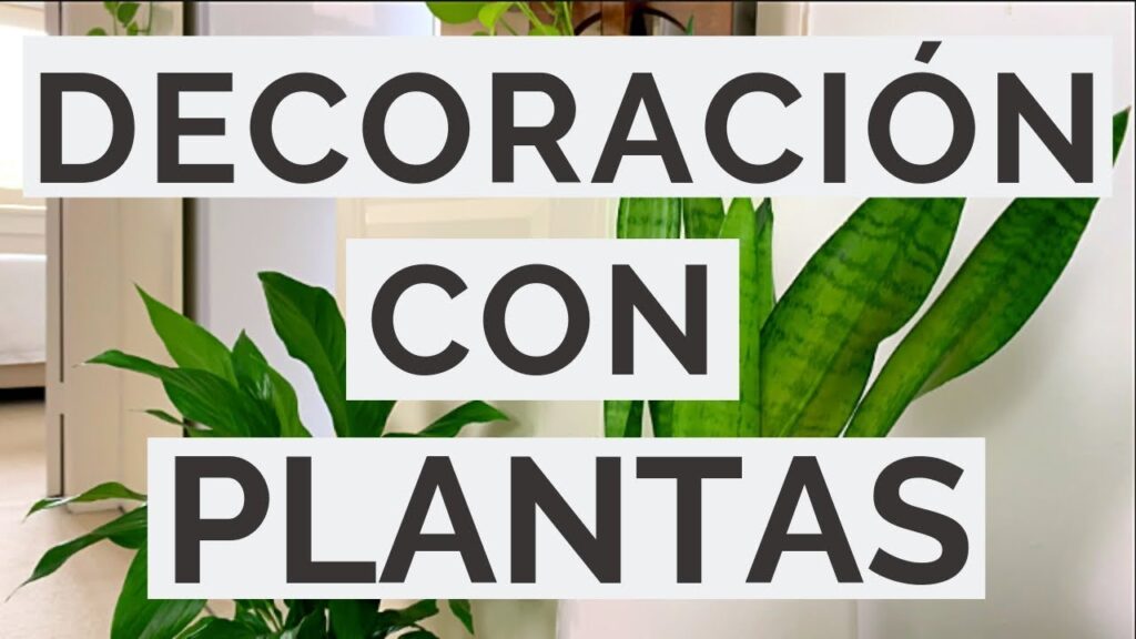 Como cultivar plantas en macetas para decorar el comedor