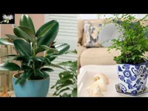 Como-cultivar-plantas-en-macetas-para-decorar-el-escritorio