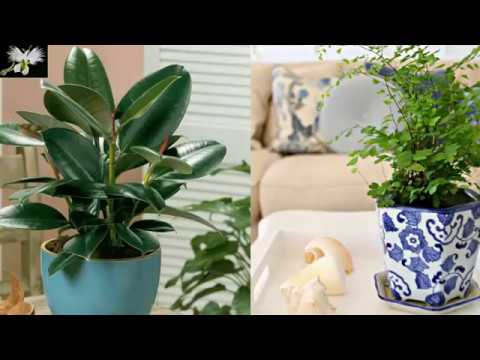 Como cultivar plantas en macetas para decorar el escritorio