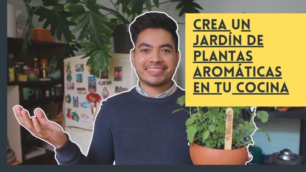 Como cultivar plantas en macetas para decorar la cocina