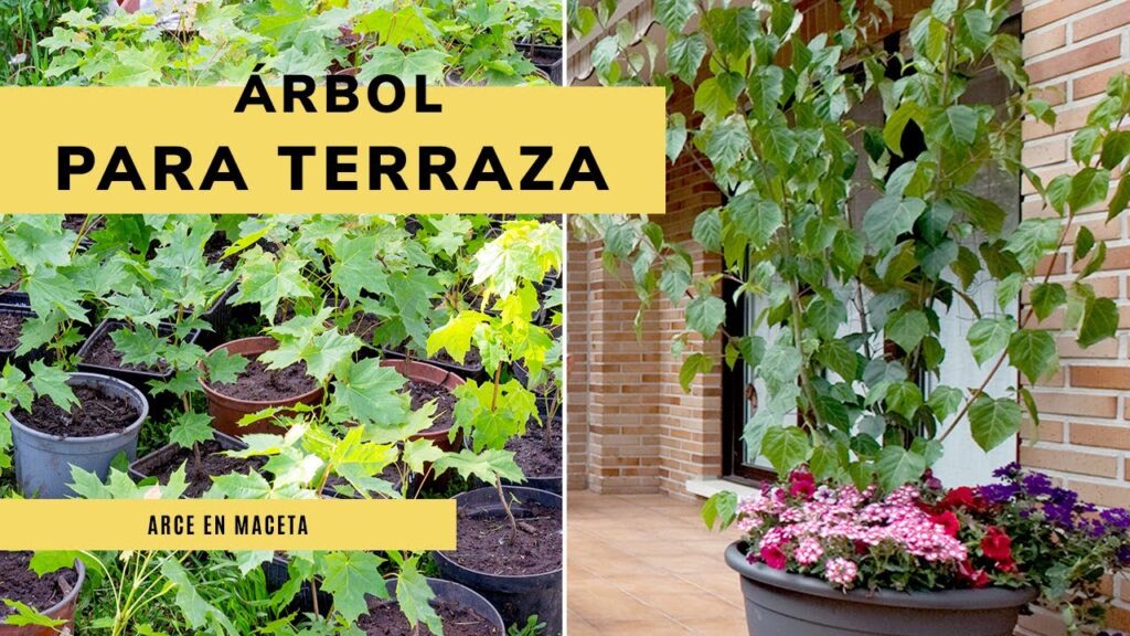Como cultivar plantas en macetas para decorar la terraza