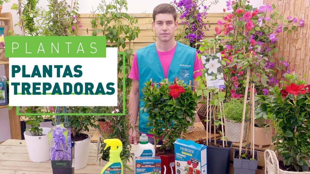 Como cultivar plantas trepadoras en la terraza o balcon