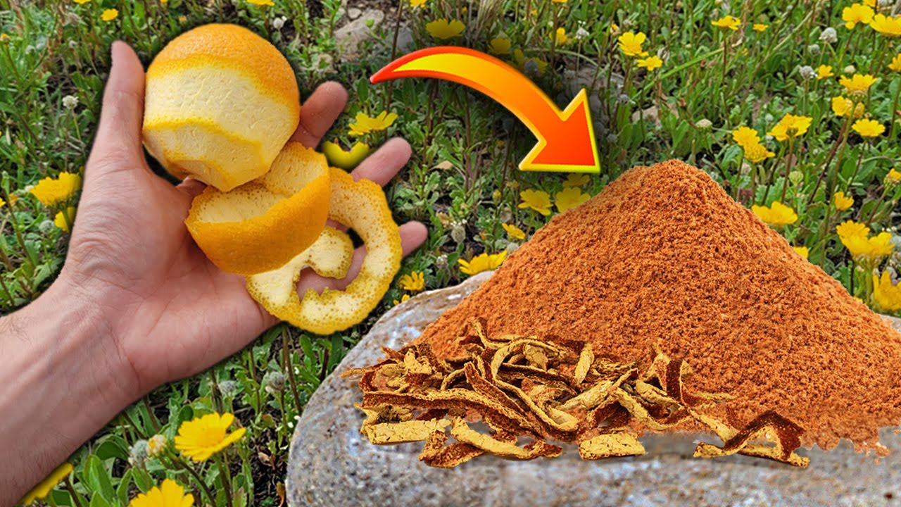 Como hacer abono de te de cascara de naranja para tus plantas de jardin