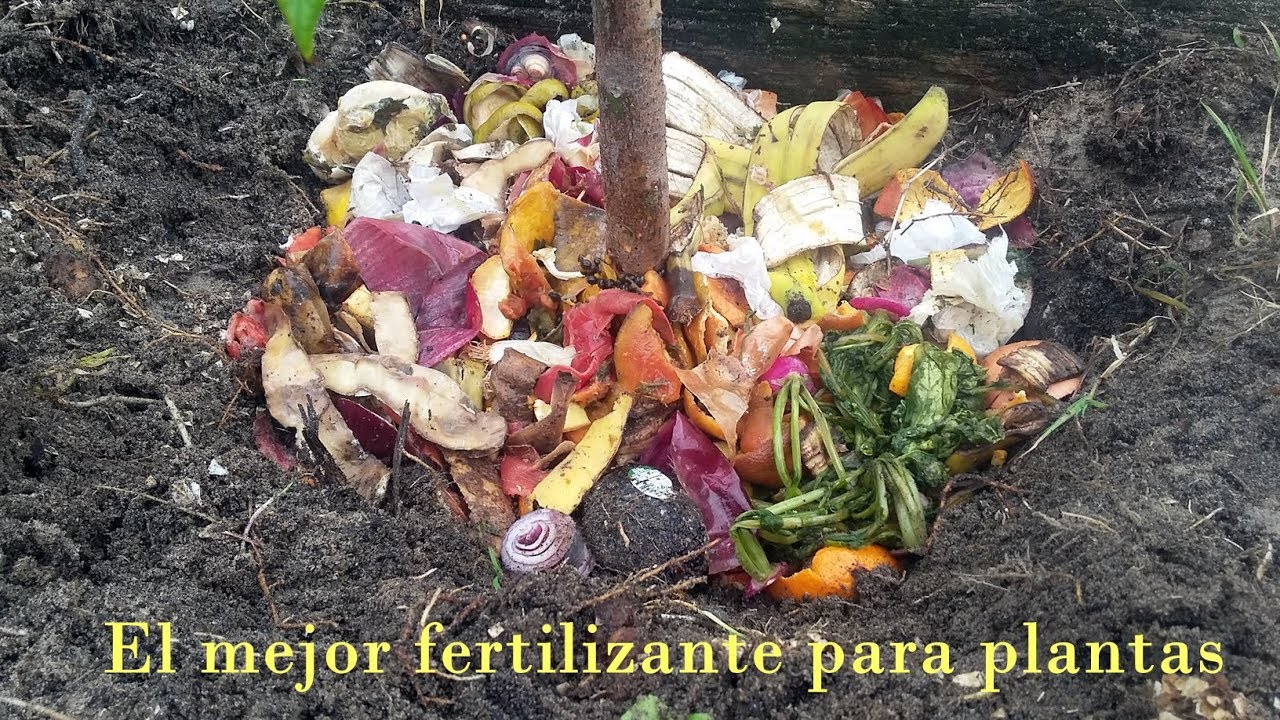 Como hacer abono de te de compost de restos de frutas para tus plantas de jardin
