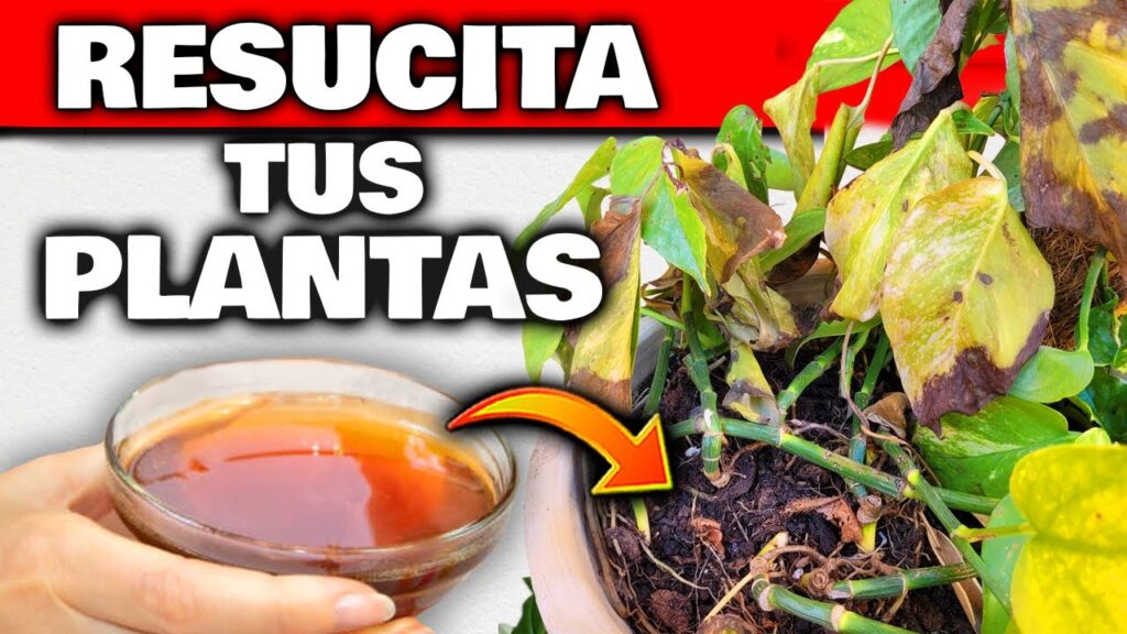 Como hacer abono de te de compost de restos de jardin de invierno para tus arboles de jardin