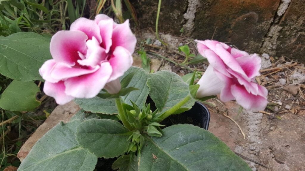 Como hacer un jardin de plantas de la familia de las violetas en tu hogar