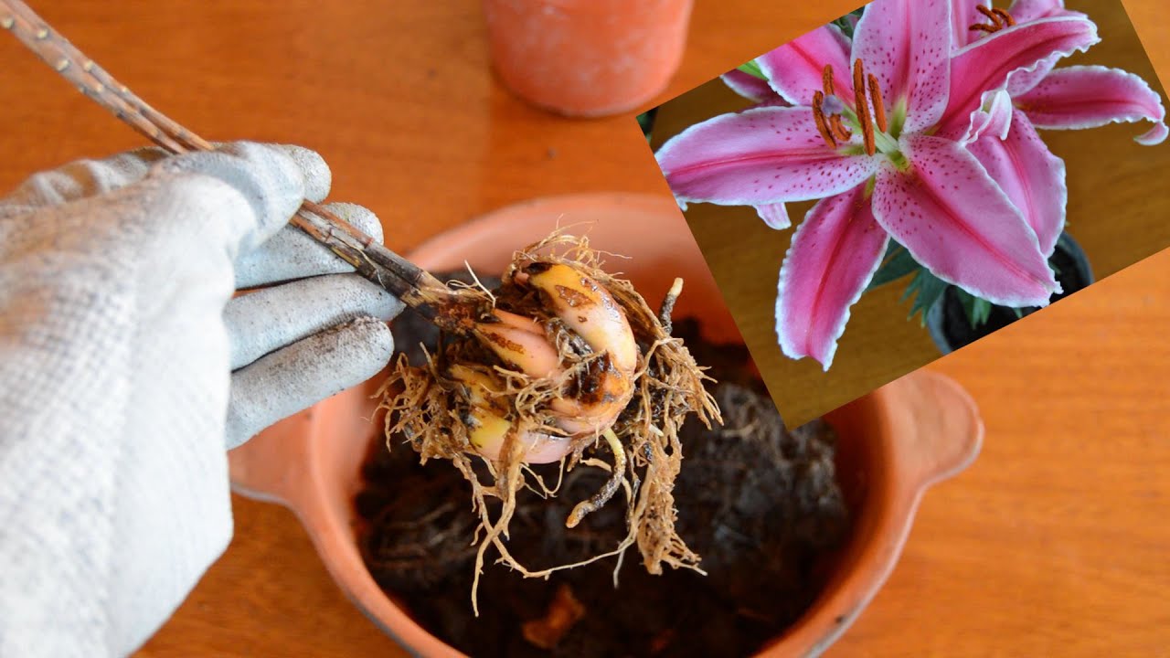 Como hacer un jardin de plantas de la familia de los lilium en casa