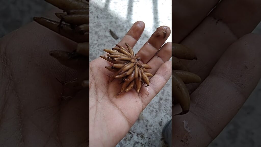 Como hacer un jardin de plantas de la familia de los ranunculos en casa