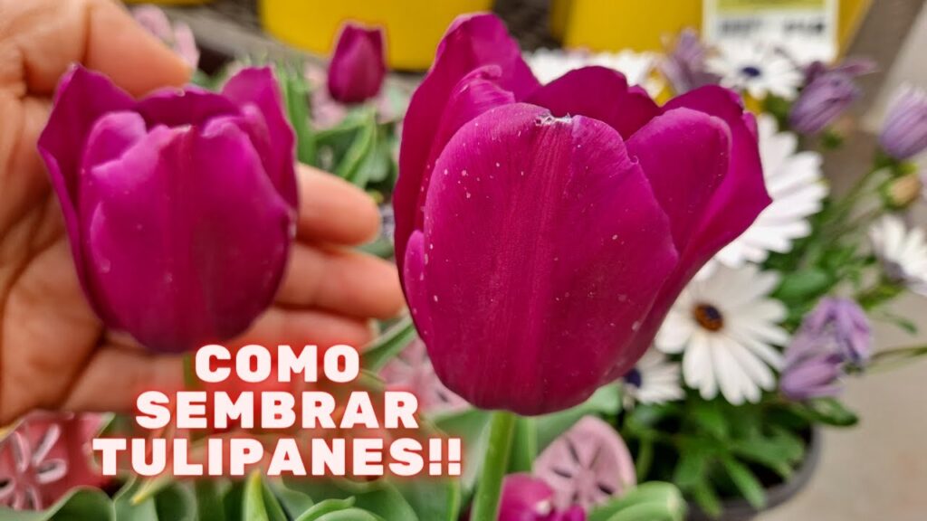 Como hacer un jardin de plantas de la familia de los tulipanes en casa