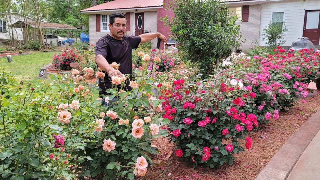 Como hacer un jardin de rosas en tu casa