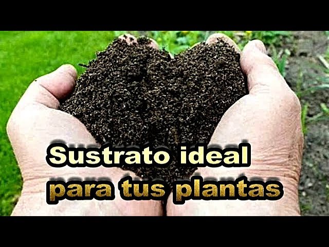 Como preparar la tierra para el cultivo de plantas en macetas