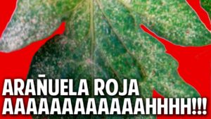 Como-prevenir-y-tratar-la-arana-roja-en-los-arboles-frutales