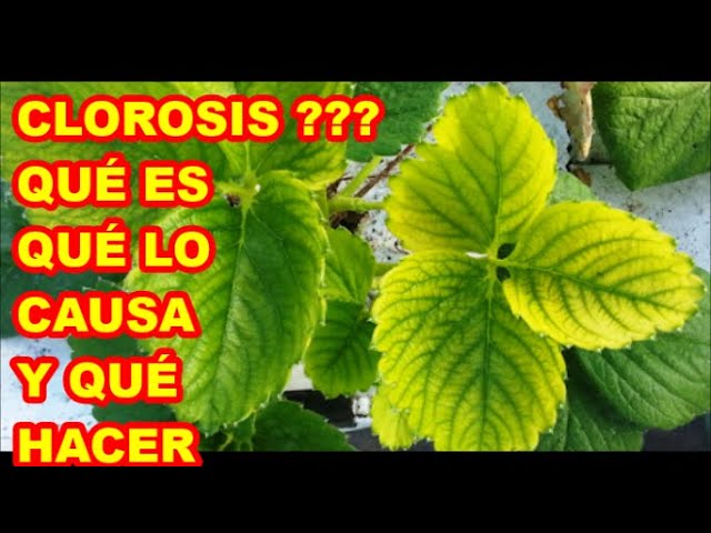 Como prevenir y tratar la clorosis en los arboles frutales