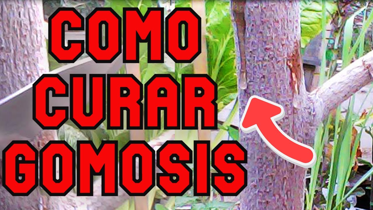 Como prevenir y tratar la enfermedad de la mancha de hierro en los arboles de cedro