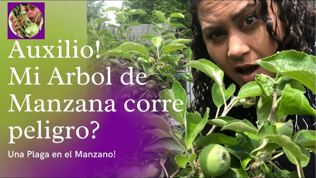 Como prevenir y tratar la enfermedad de la pudricion del corazon en los arboles de manzana