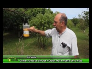 Como-prevenir-y-tratar-la-mosca-de-la-fruta-en-los-arboles-frutales