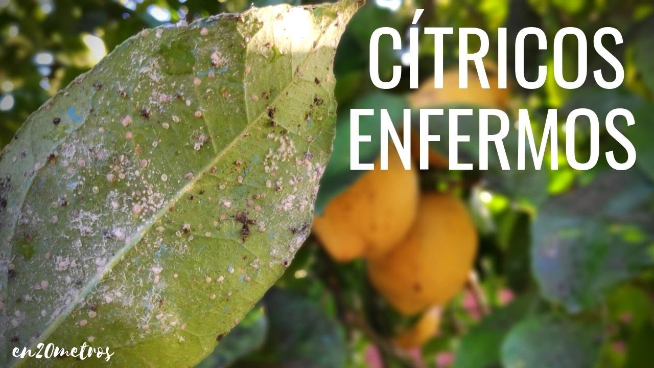 Como prevenir y tratar la pudricion del cuello en los arboles de citricos