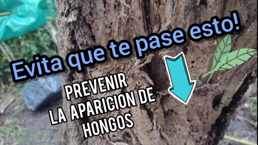 Como prevenir y tratar la pudricion del pie en los arboles frutales