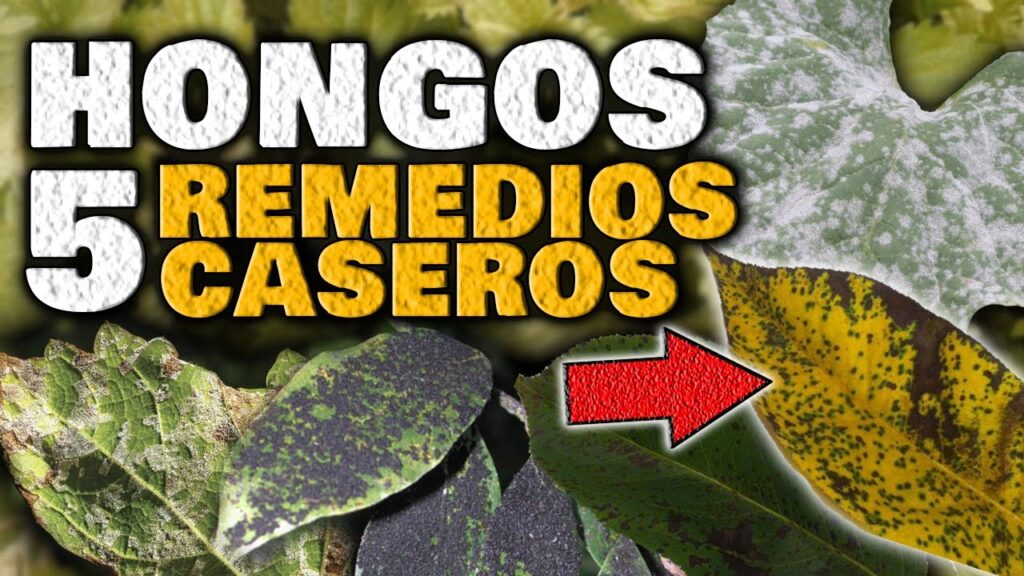 Como prevenir y tratar la roya de la hoja en los arboles de manzana
