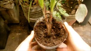 Como-utilizar-el-extracto-de-humus-de-lombriz-como-fertilizante-para-tus-plantas-de-jardin