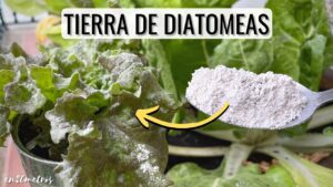 Como-utilizar-el-extracto-de-suelo-de-tierra-de-diatomeas-como-fertilizante-para-tus-plantas-de-jardin