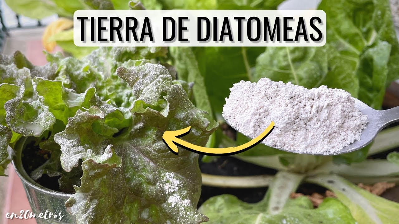 Como utilizar el extracto de suelo de tierra de diatomeas como fertilizante para tus plantas de jardin