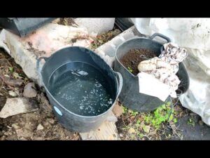 Como-utilizar-el-extracto-de-te-de-compost-de-aguacate-como-fertilizante-para-tus-arboles-de-jardin