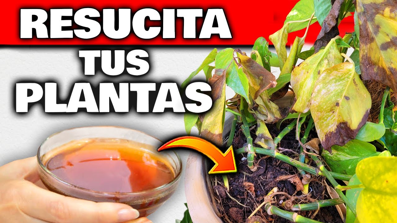 Como utilizar el extracto de te de compost de setas como fertilizante para tus plantas de jardin