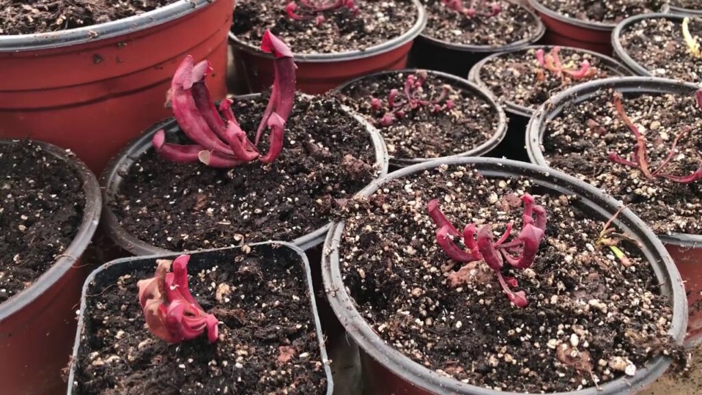Consejos para el cultivo de plantas carnivoras en el jardin